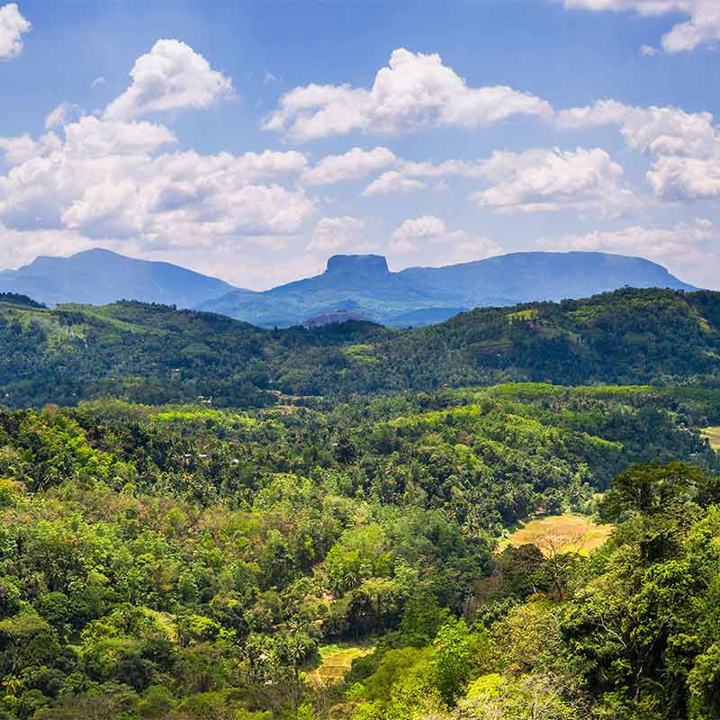 Préserver la biodiversité de Maracá, au cœur de l’Amazonie brésilienne